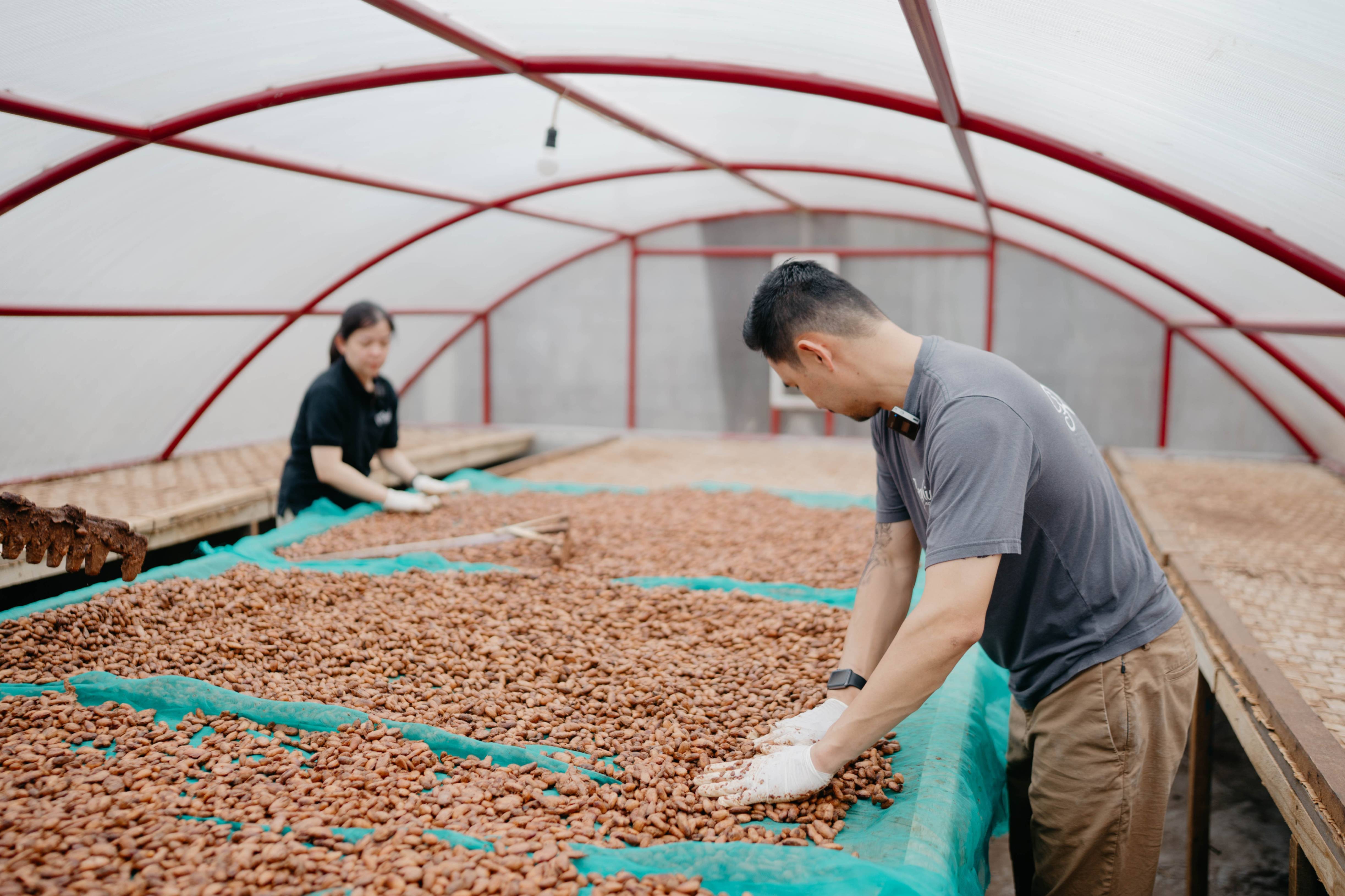 Spreading Cocoa Beans for drying