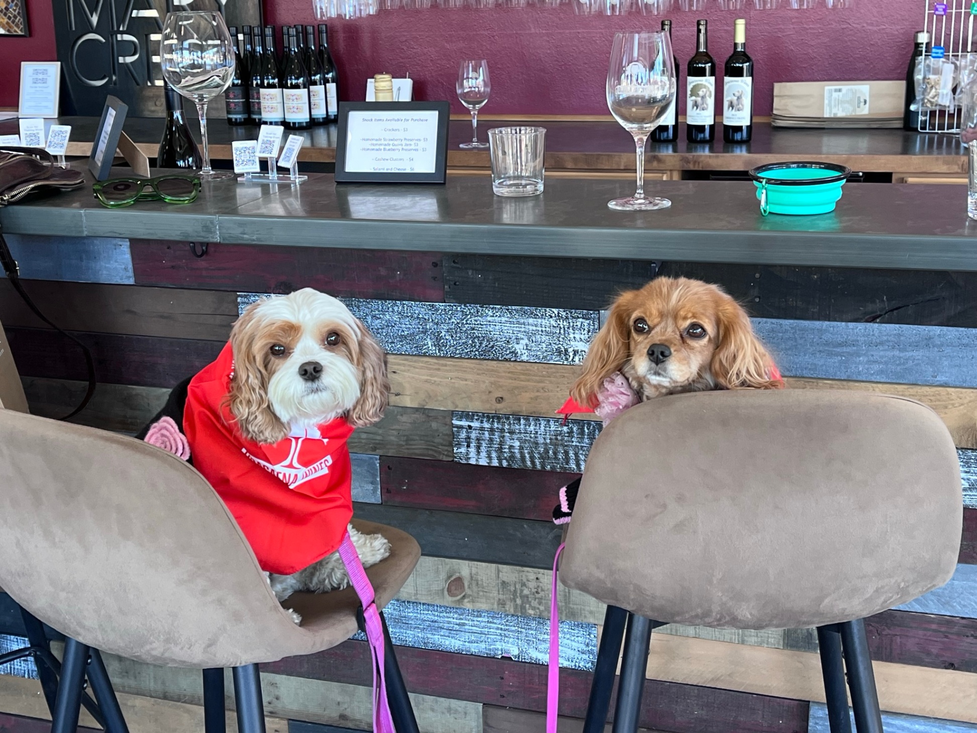 Dogs at the Wine Bar