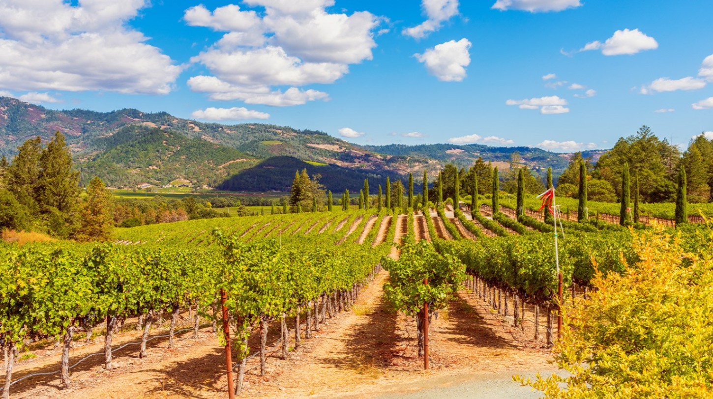 Wolff Vineyards Pinot Noir & Chardonay Vines