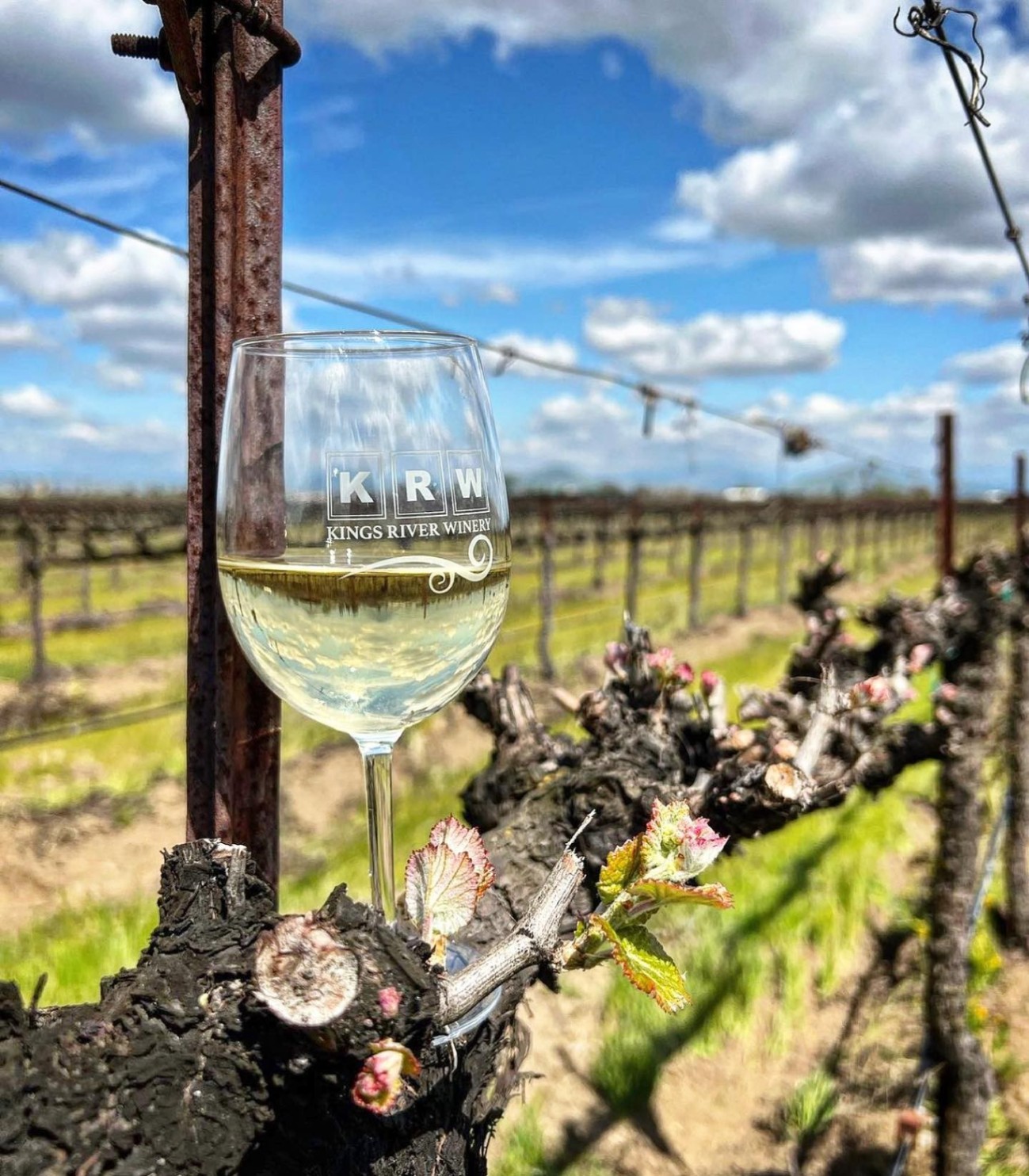 Wine Glass in the Vineyard