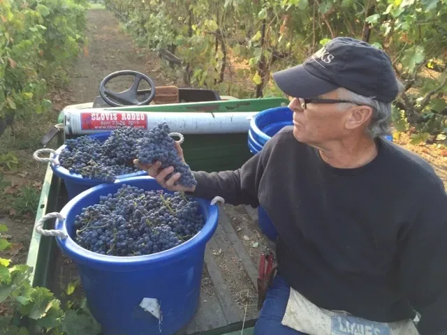 Winemaker Steve Shoemaker