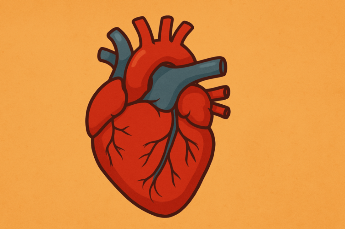 An illustrated human heart icon, symbolising physical health benefits supported by exercise physiology programs delivered via telehealth.