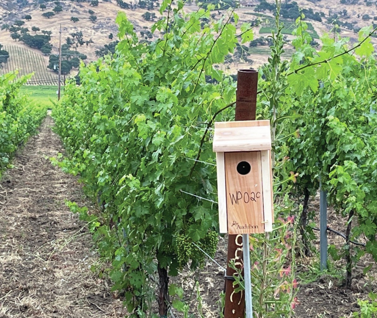 Owl Box in vineyard