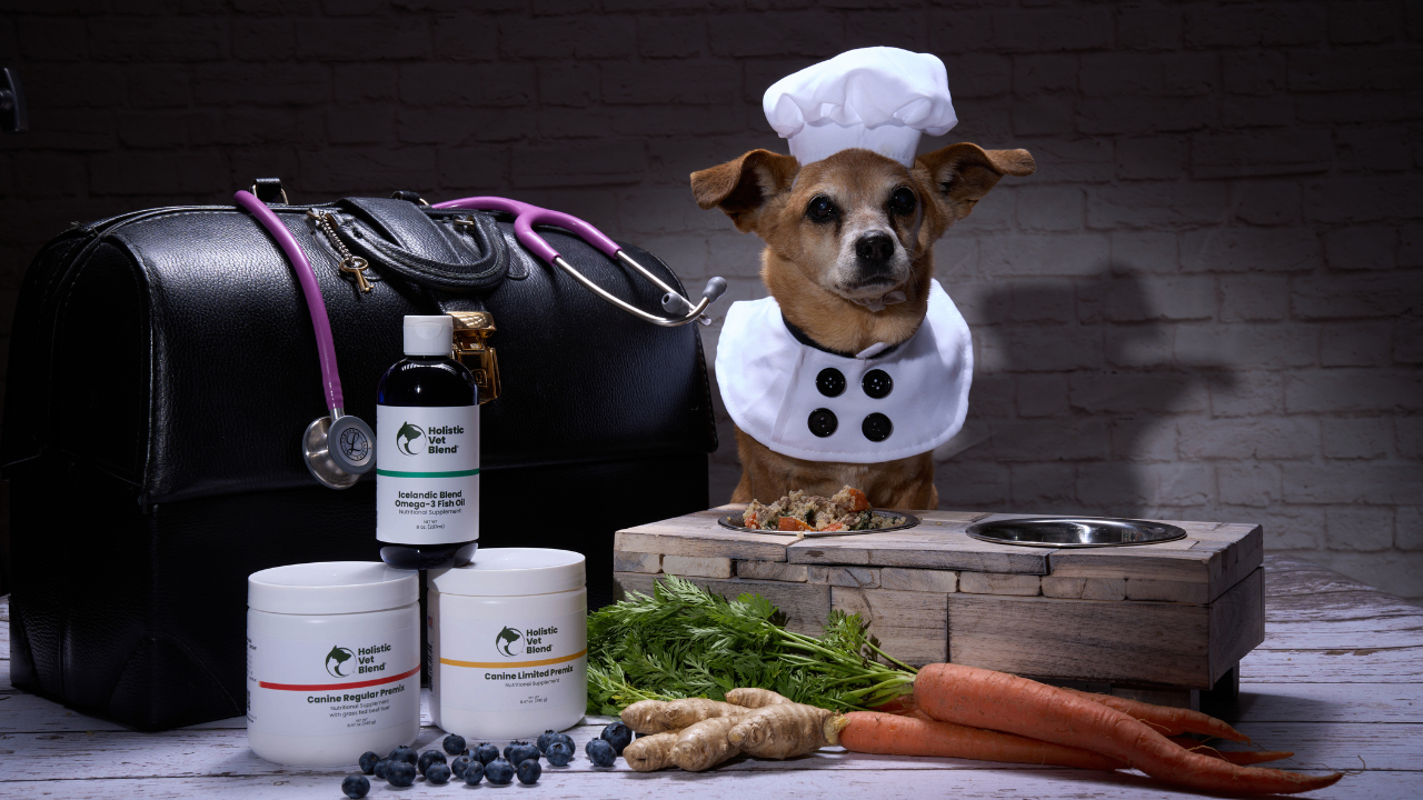 Star the dog wearing a chef costume besides homemade dog food and Holistic Vet Blend products